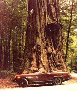 my car at Jedediah Smith Redwoods State Park